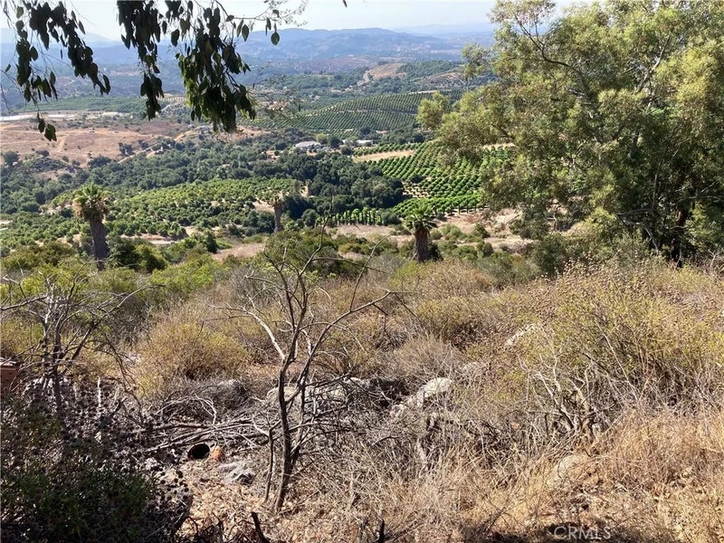 37 El Calamar