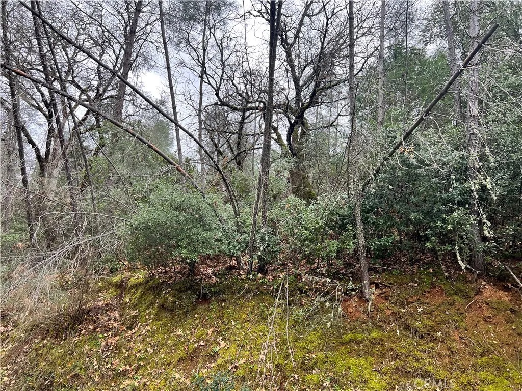 7022 Black Oak