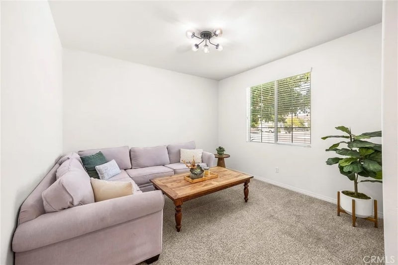 29331 Wild Lilac