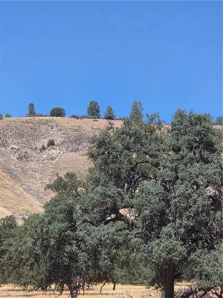 87577 Oak