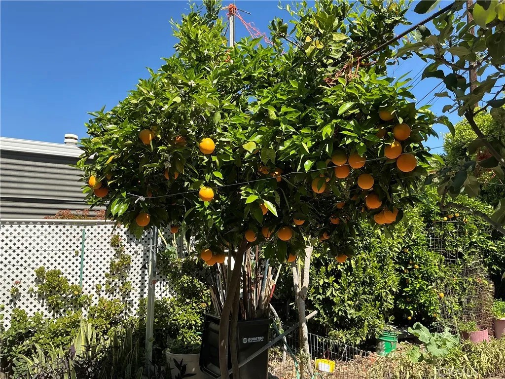 1515 W Arrow Highway