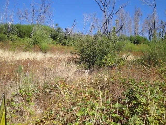 0 Meadow