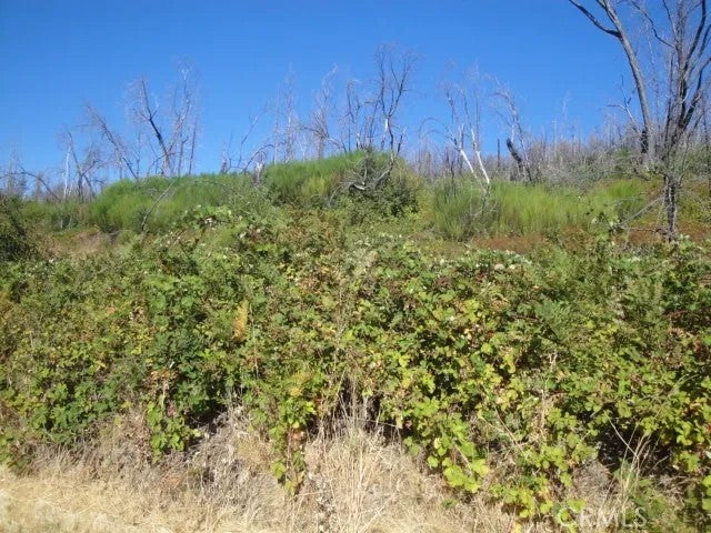 0 Meadow