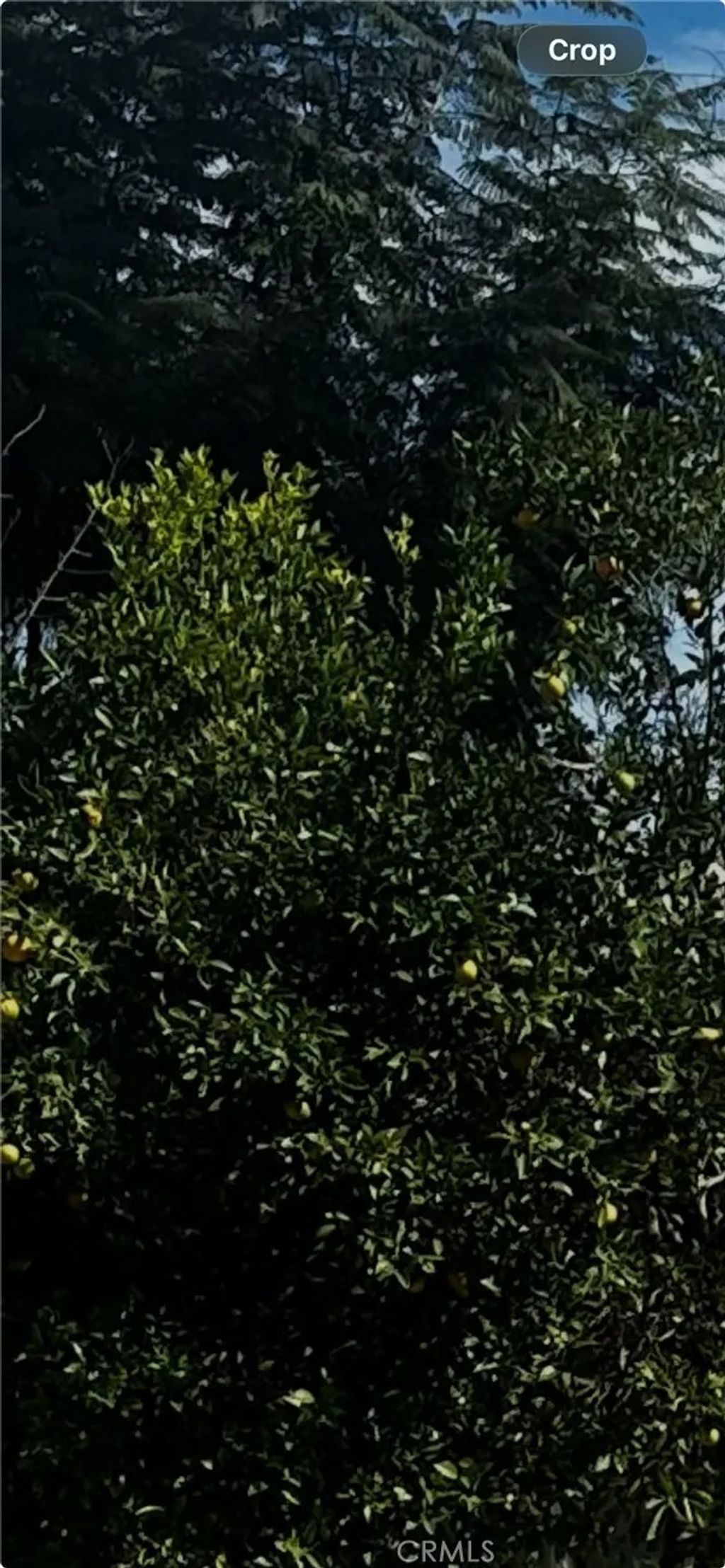 Photo of 9667 Hillheaven, Tujunga, CA 91042 (MLS # SR26011668)