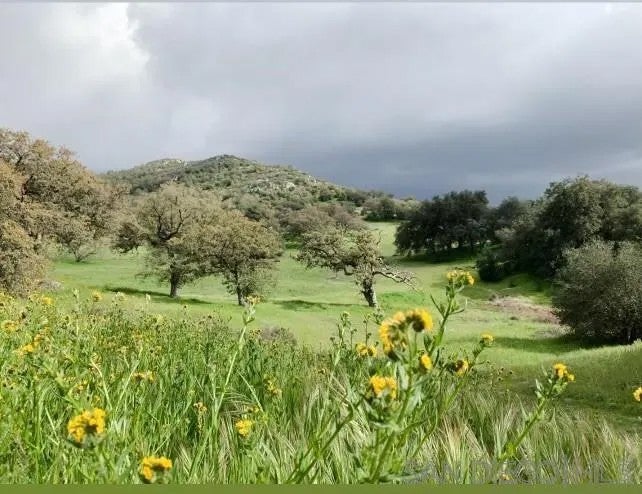 Photo of 0000 Tule Springs Road, Julian, CA 92036 (MLS # 250045385)