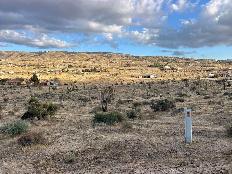 3 Ocotillo