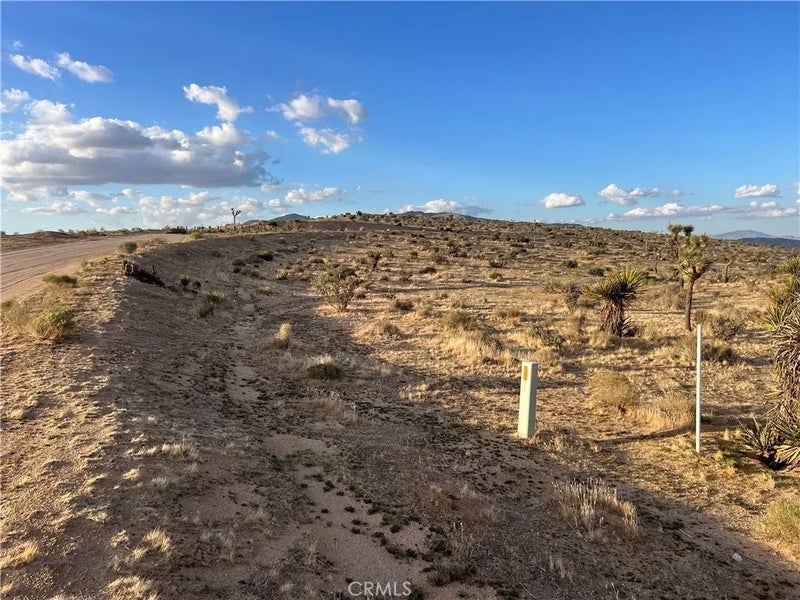 3 Ocotillo