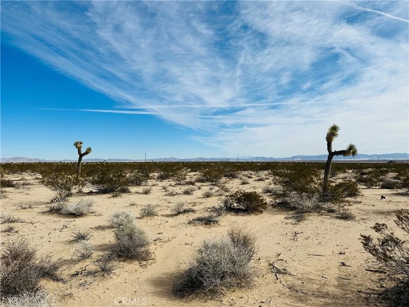 1234 Desert Lily