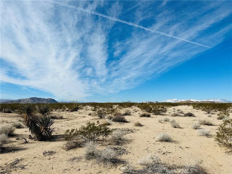 1234 Desert Lily