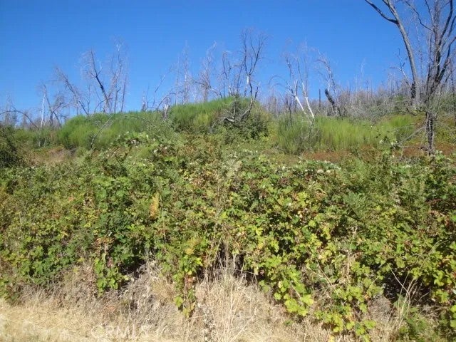 0 Meadow