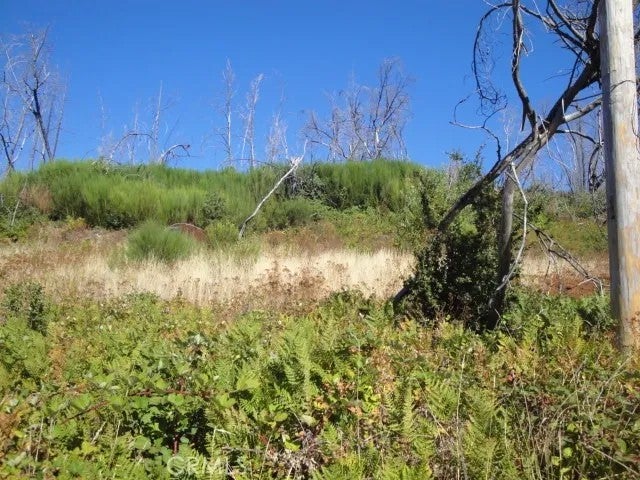 0 Meadow