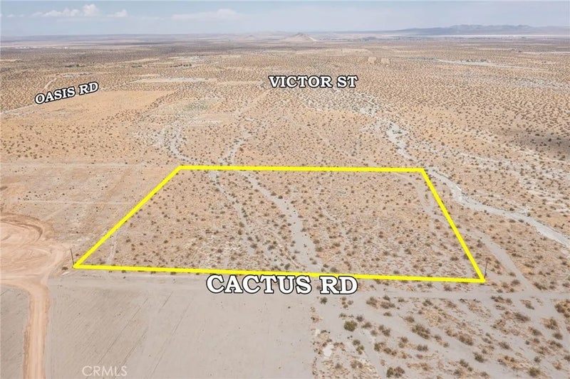 31001215 Cactus