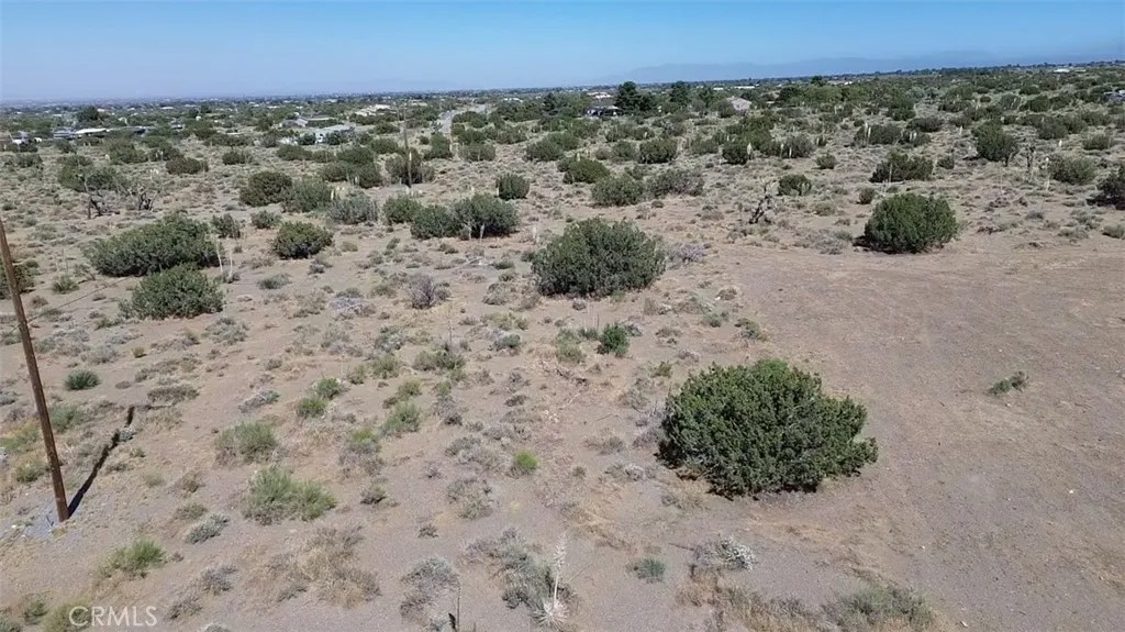 0 Coyote / Pionero