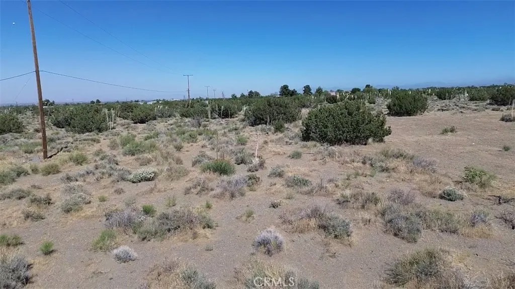 0 Coyote / Pionero