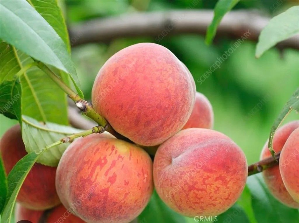 Photo of 1441 Paso Real Ave #300, Rowland Heights, CA 91748 (MLS # TR25276318)