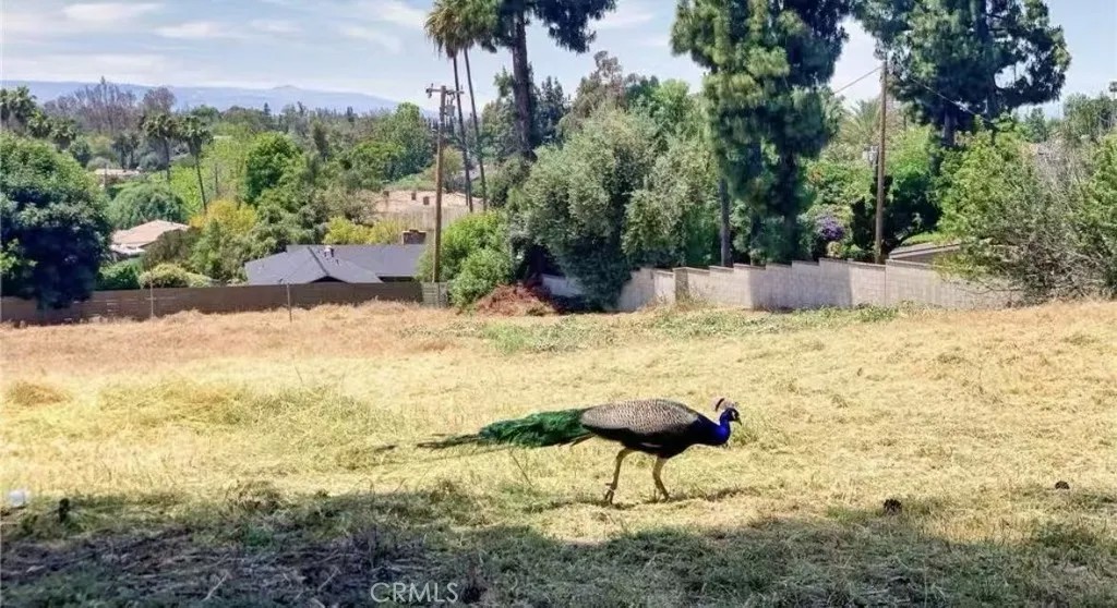 20528 E Rancho Los Cerritos