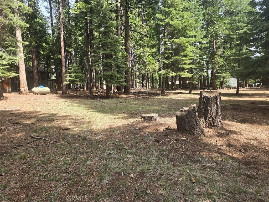 716 Conifer