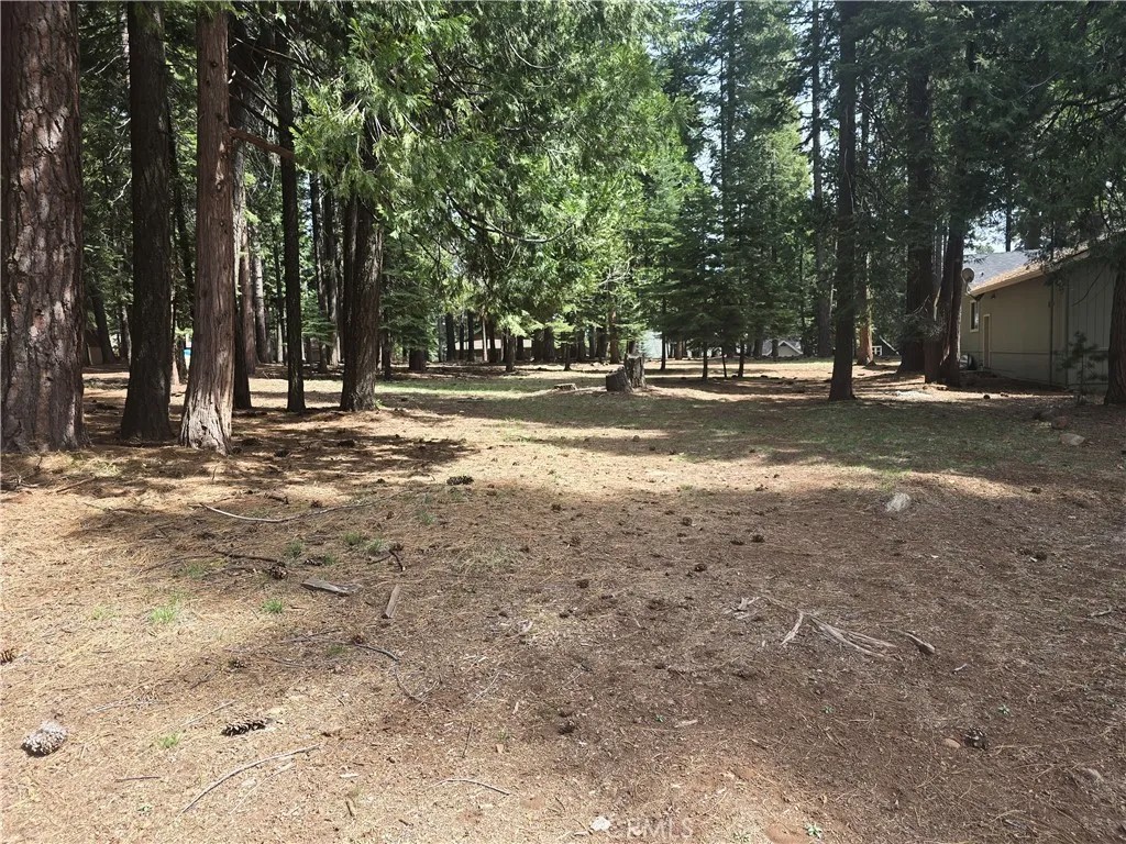 716 Conifer