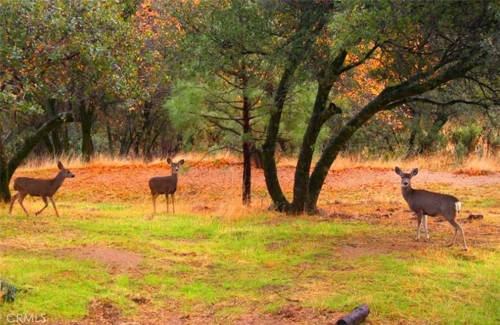 Photo of 0 Revis, Coarsegold, CA 93614 (MLS # SW26019996)