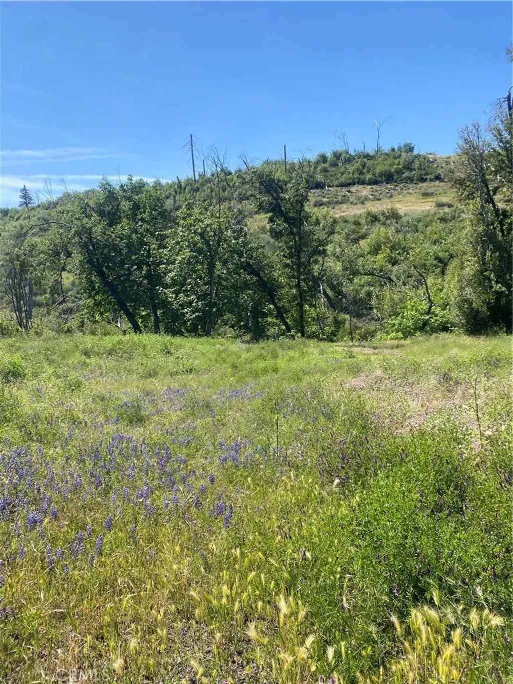 Photo of 1237 Storybook Ln, Paradise, CA 95969 (MLS # SN26088551)