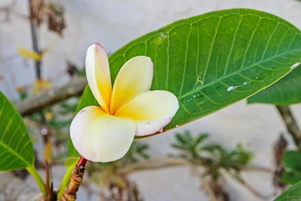 Photo of 3828 Rosemary Way, Oceanside, CA 92057 (MLS # NDP2603733)