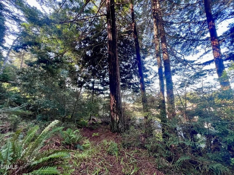 15301 Forest View