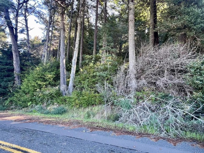 15301 Forest View