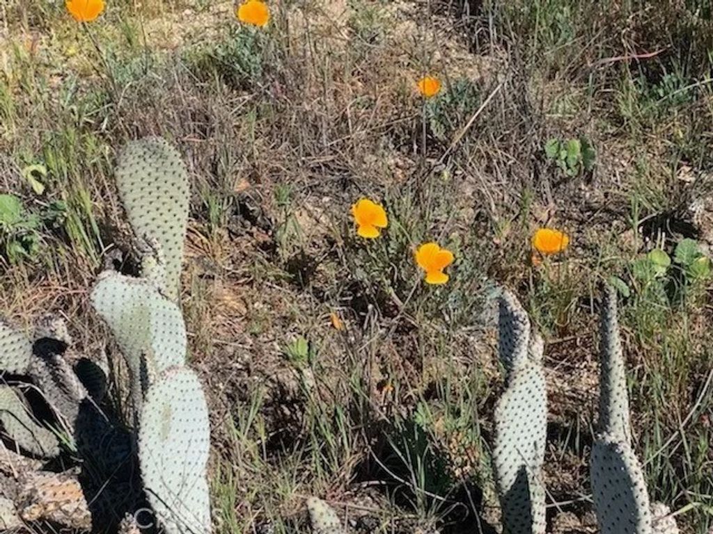 Photo of 0 Inland, Aguanga, CA 92536 (MLS # SW26029611)