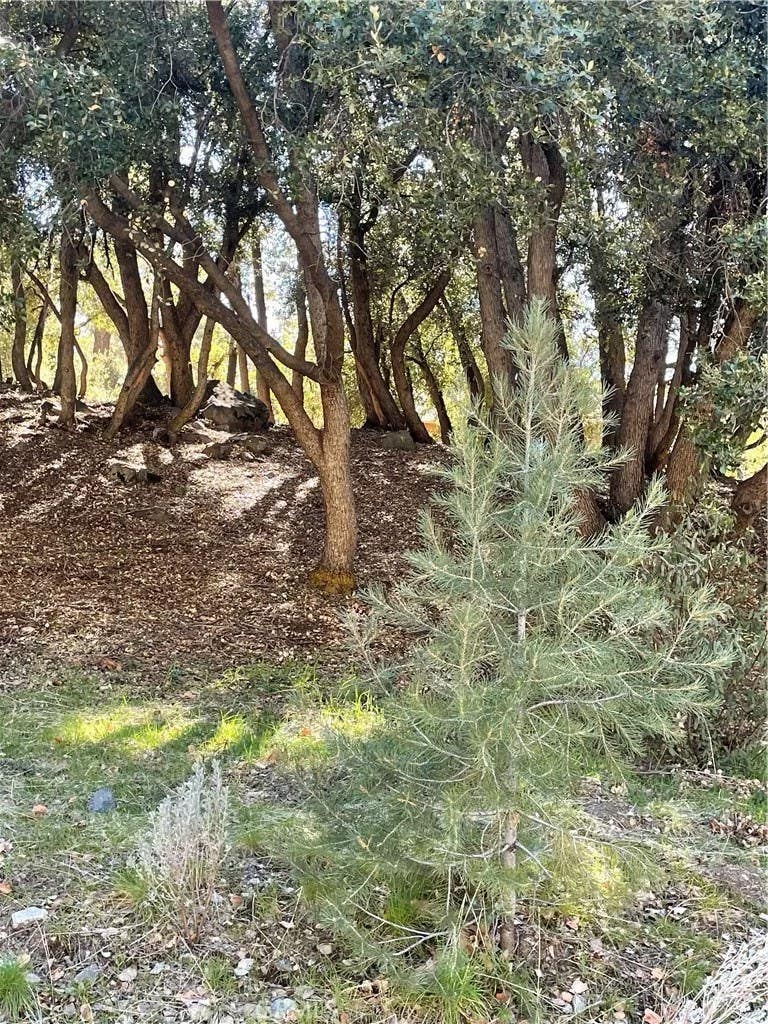 Photo of 2117 Alder Ct, Pine Mountain Club, CA 93222 (MLS # SR26138901)