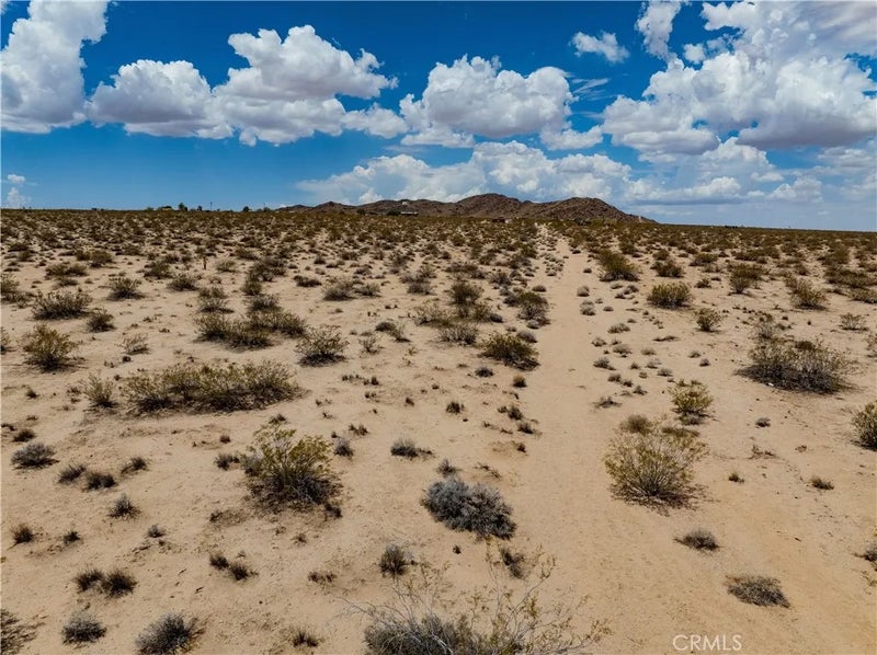 63840 Desert Lily
