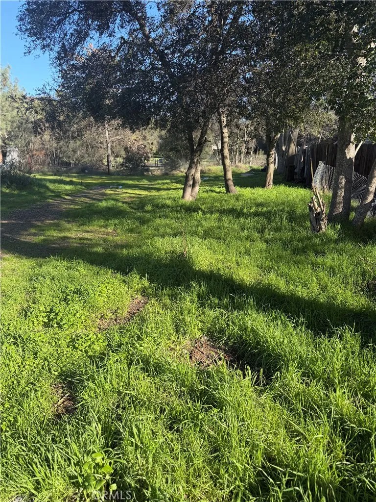 3626 Oleander
