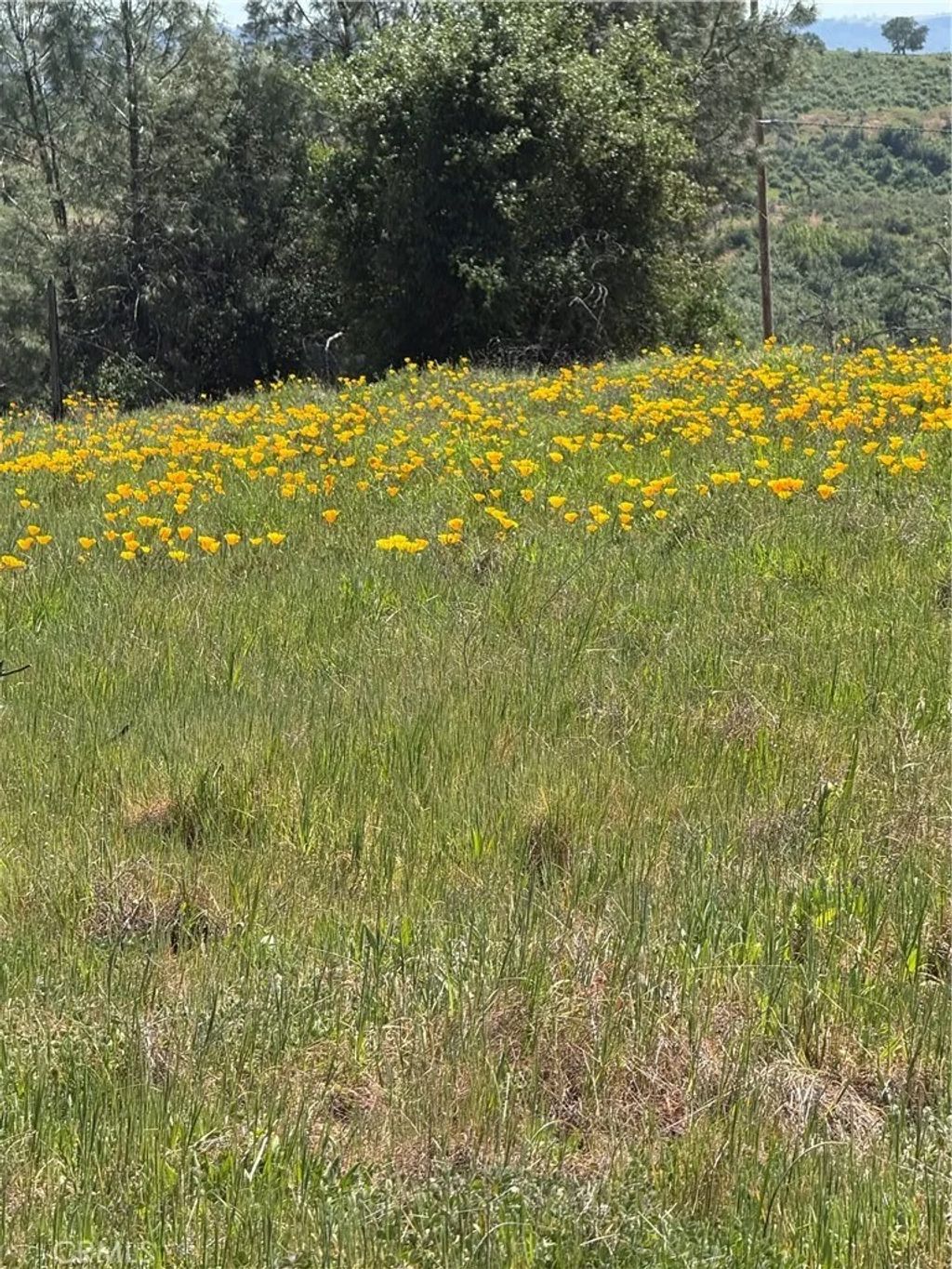 Photo of 0 Round Valley Ranch, Paradise, CA 95969 (MLS # PA26072106)