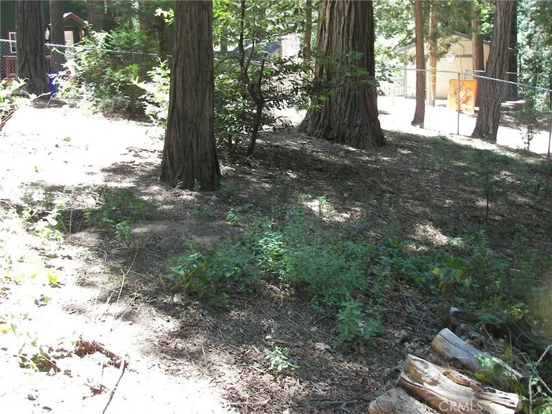 1101 Big Tree