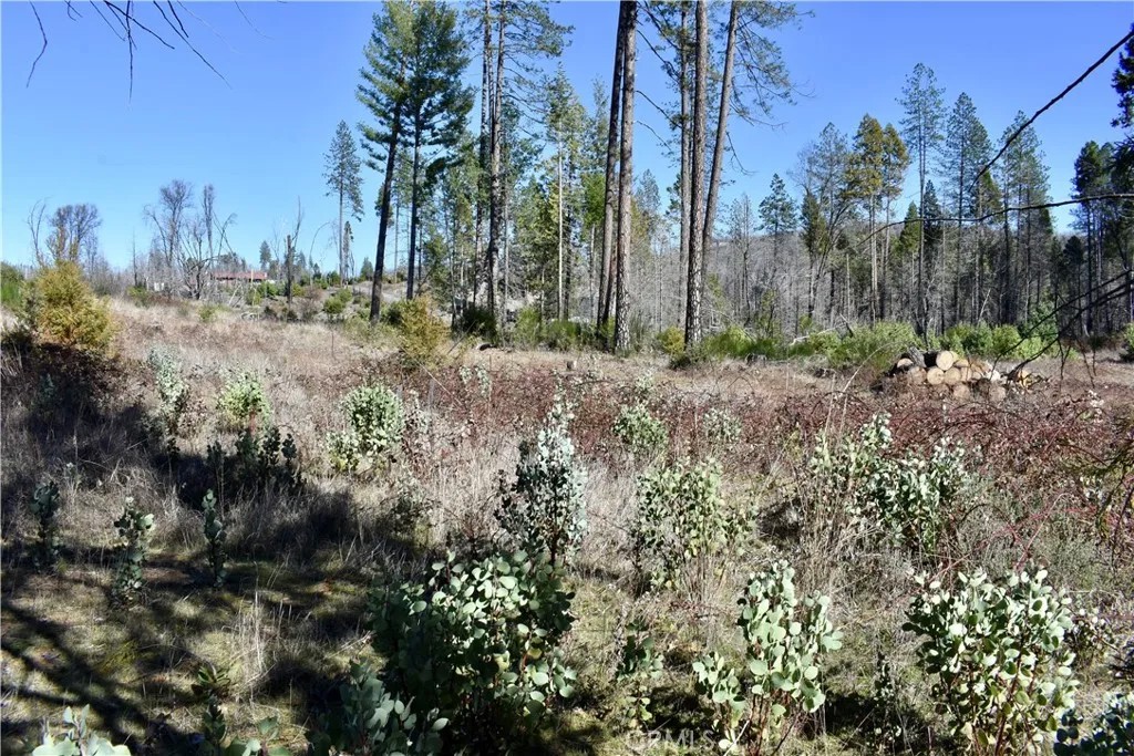 20 Meadow
