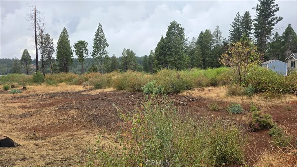 6167 Ponderosa