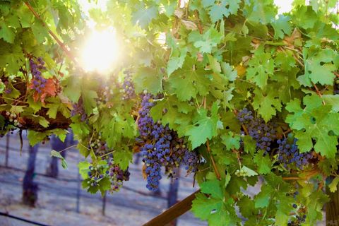 Tiny photo for 32800 Camino Ortega, Warner Springs, CA 92086 (MLS # 250043143)