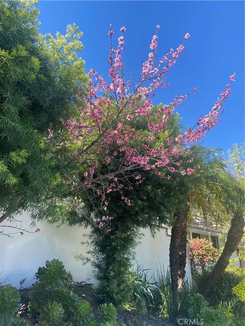 Photo of 17041 Escalon Drive, Encino, CA 91436 (MLS # SR25279735)