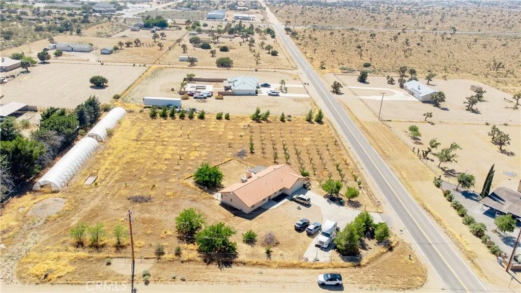 9995 Smoke Tree
