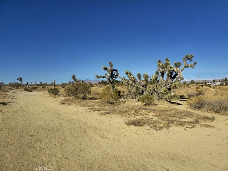 5 Mojave Tropical