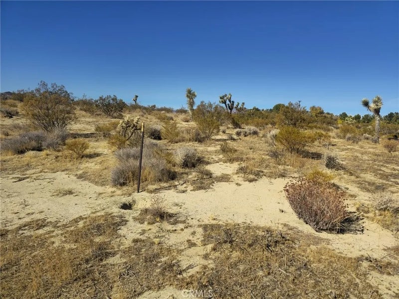 5 Mojave Tropical