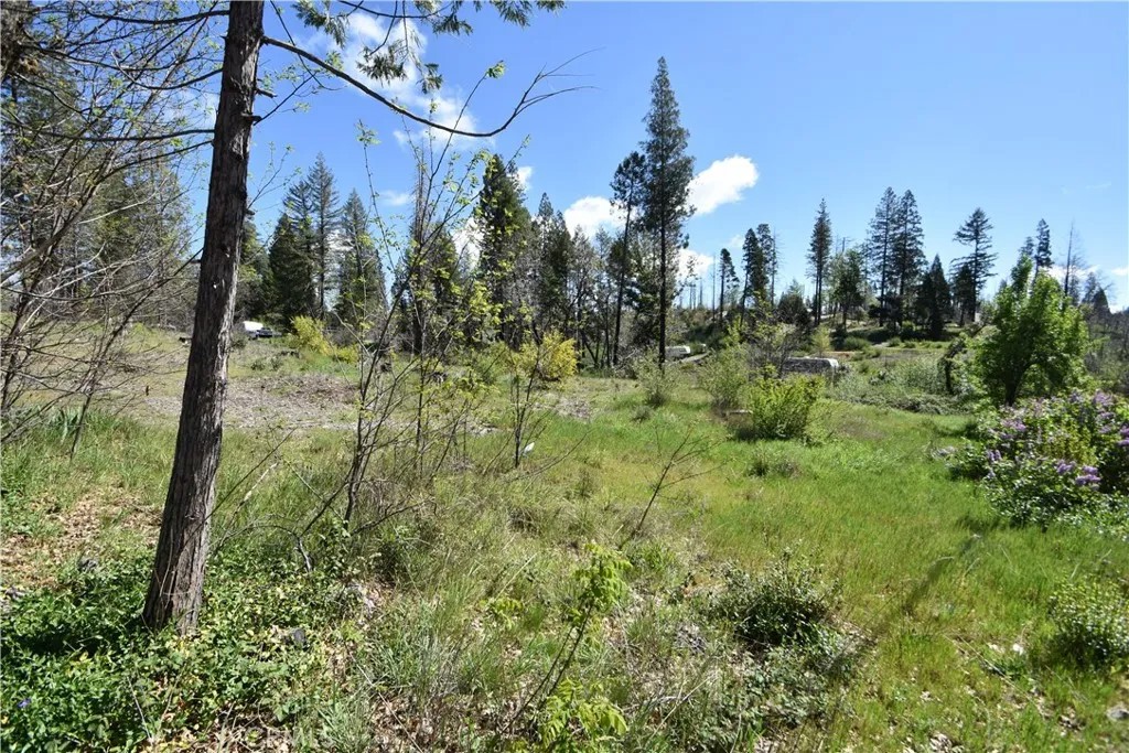 6 Sugar Pine