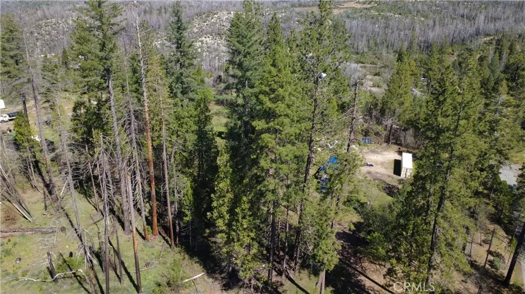 6 Sugar Pine