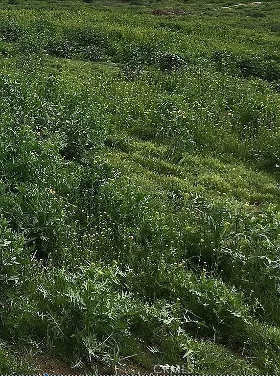 17900 Nandina