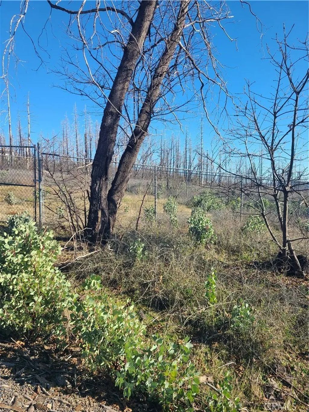 Photo of 81 Green Cedar Way, Berry Creek, CA 95916 (MLS # OR26023199)