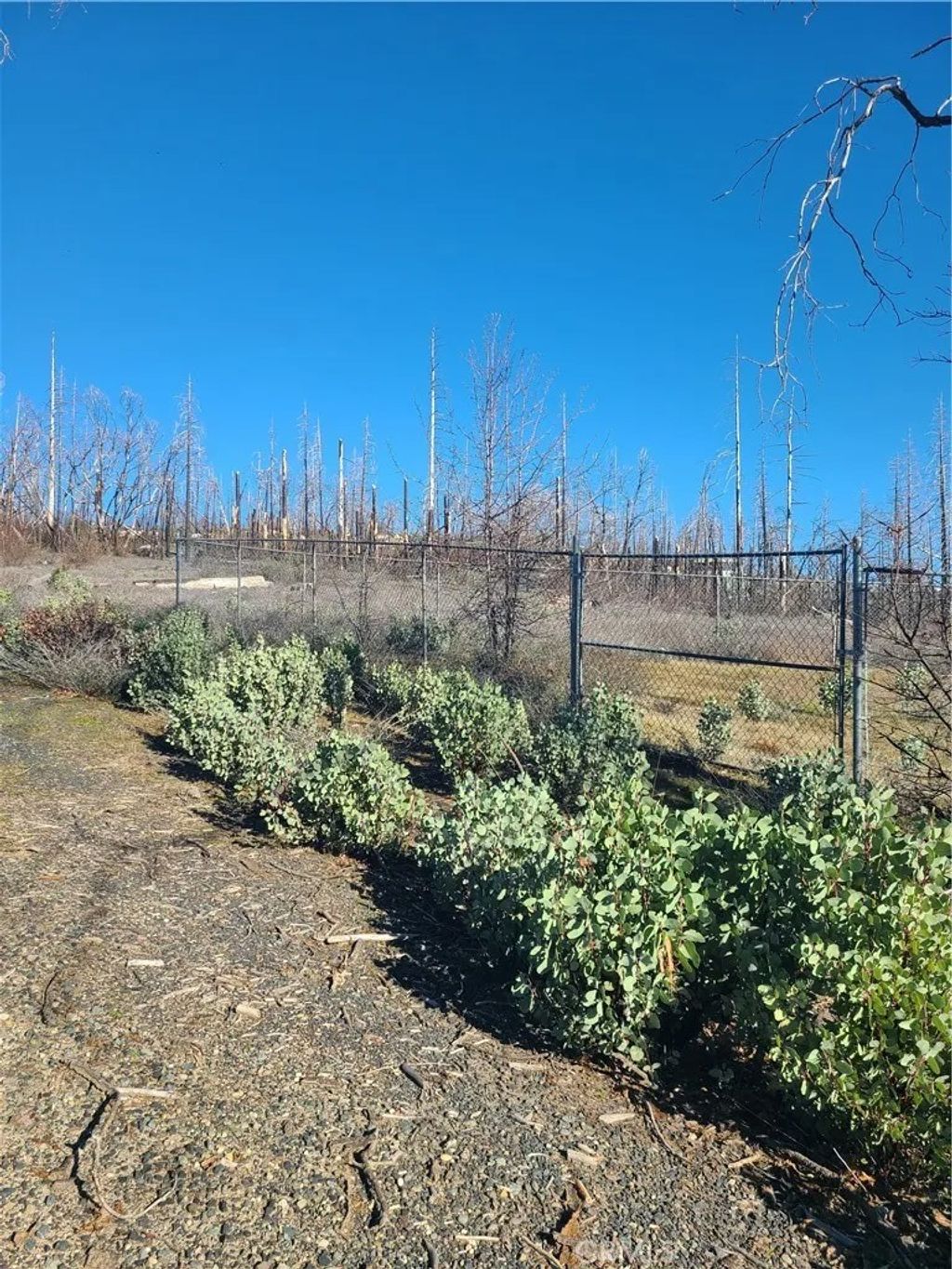 Photo of 81 Green Cedar Way, Berry Creek, CA 95916 (MLS # OR26023199)