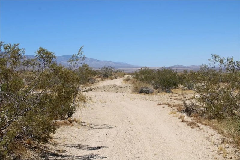 5 Joshua Tree