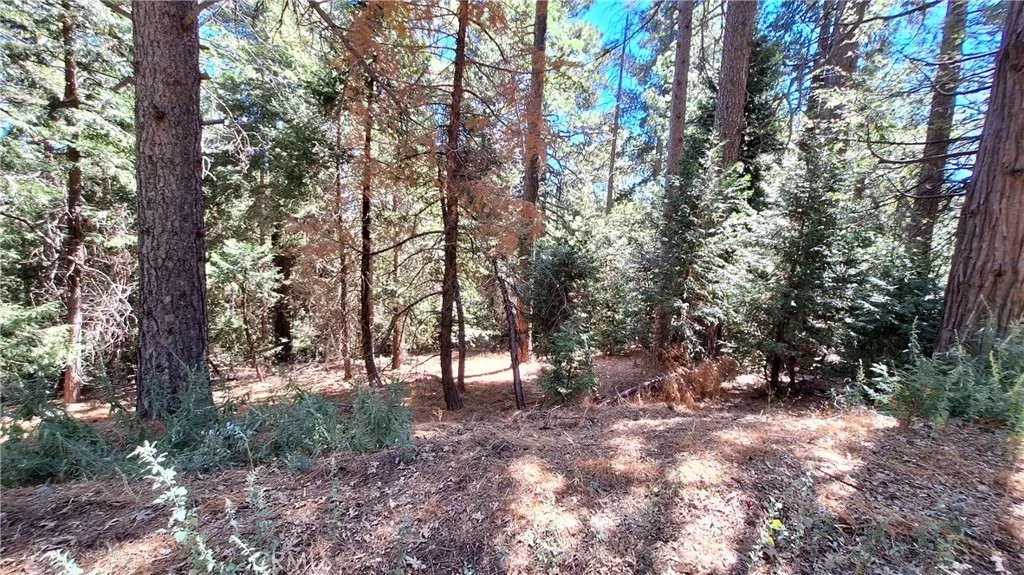 0 Cedar Pines