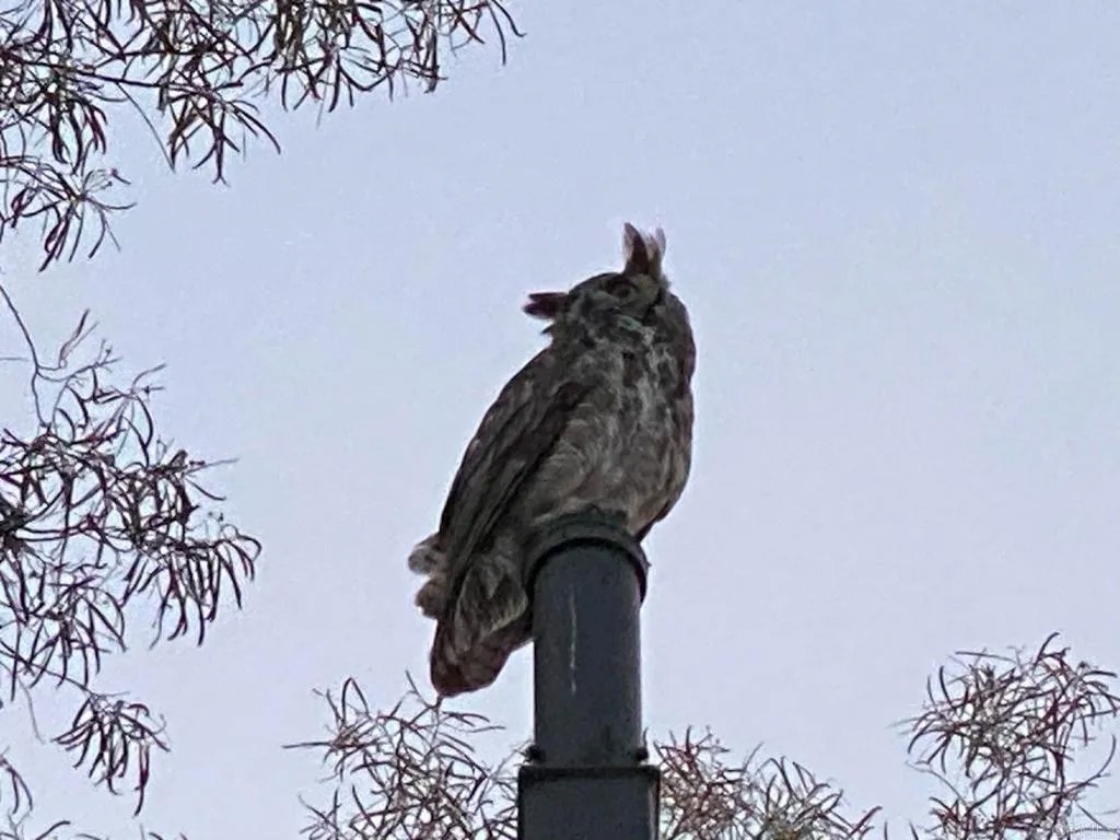 9844 Mt Laguna Place