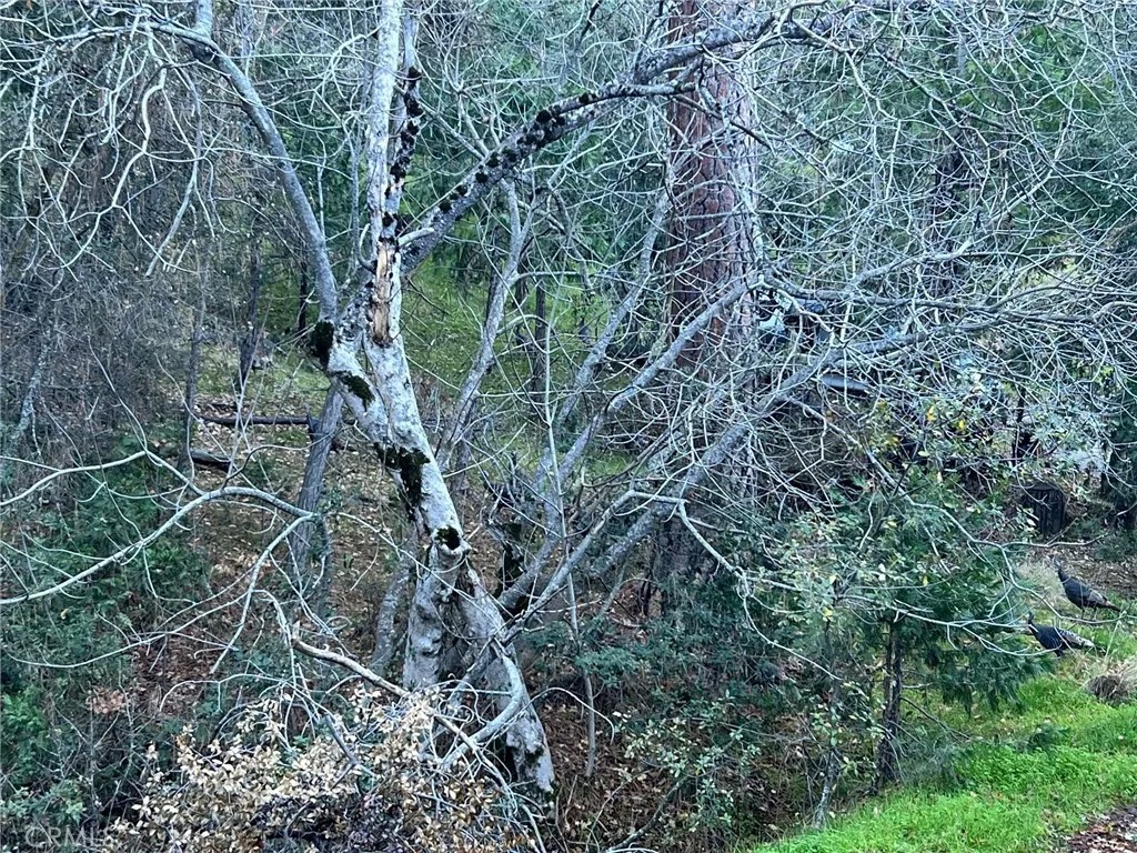 0 Snowy Creek