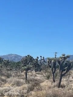 0 Pine Tree